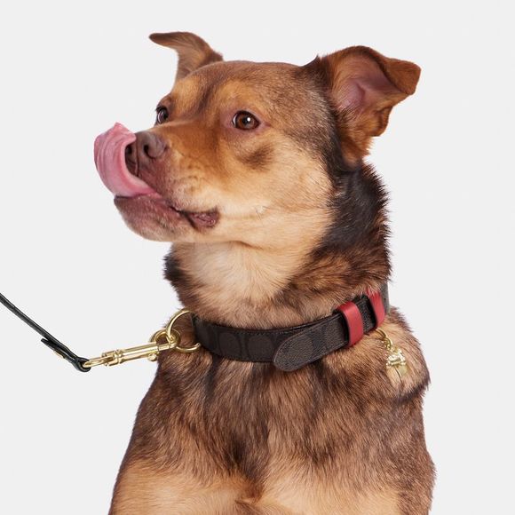 NWT Coach Outlet Boxed Large Pet Collar In Signature Canvas - Picture 3 of 4